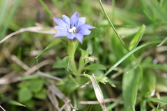 Gentiana pedicellata